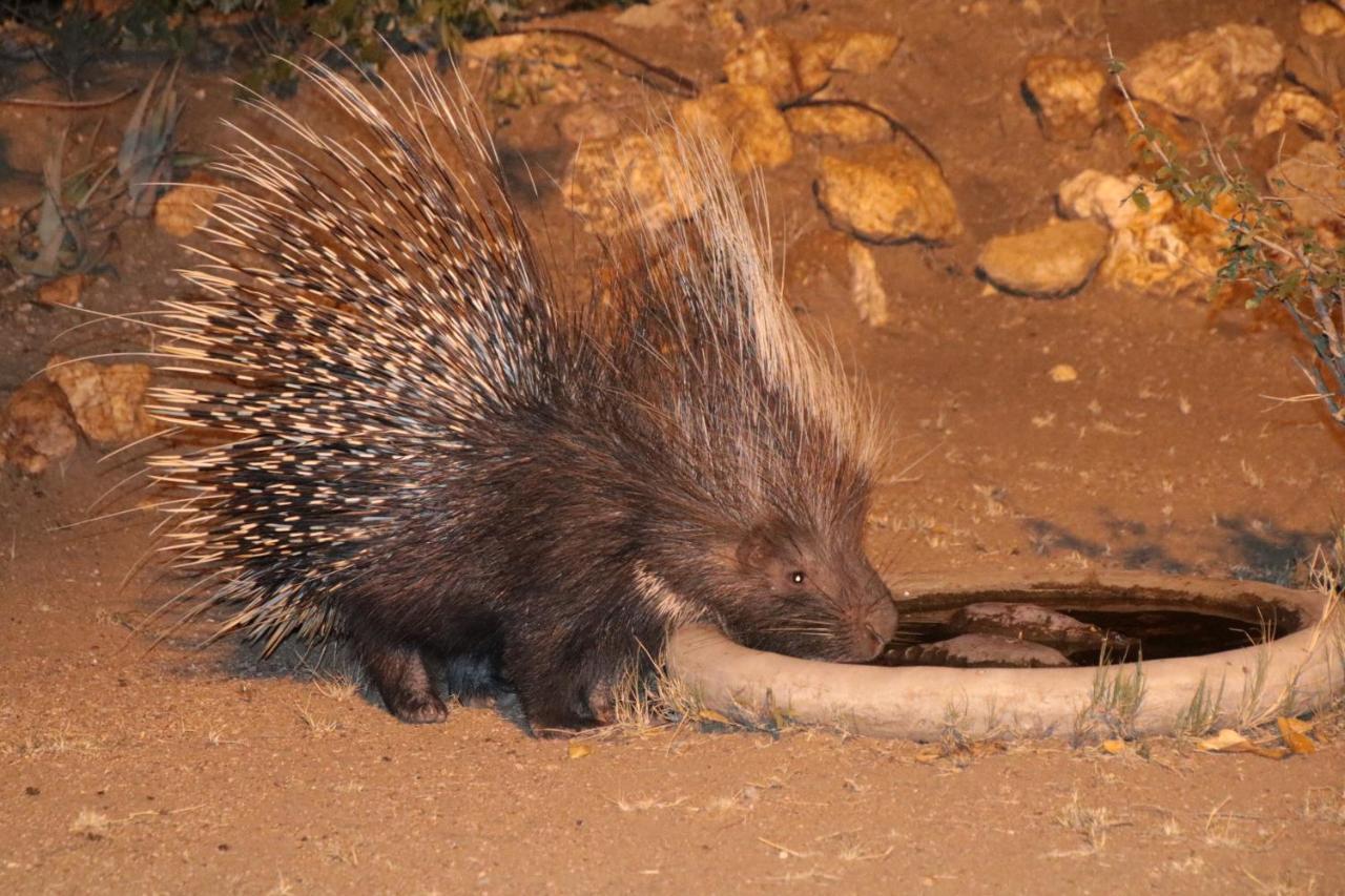 Bushvilla Umoja Kruger Phalaborwa Esterno foto