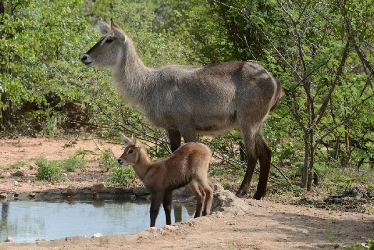 Bushvilla Umoja Kruger Phalaborwa Esterno foto