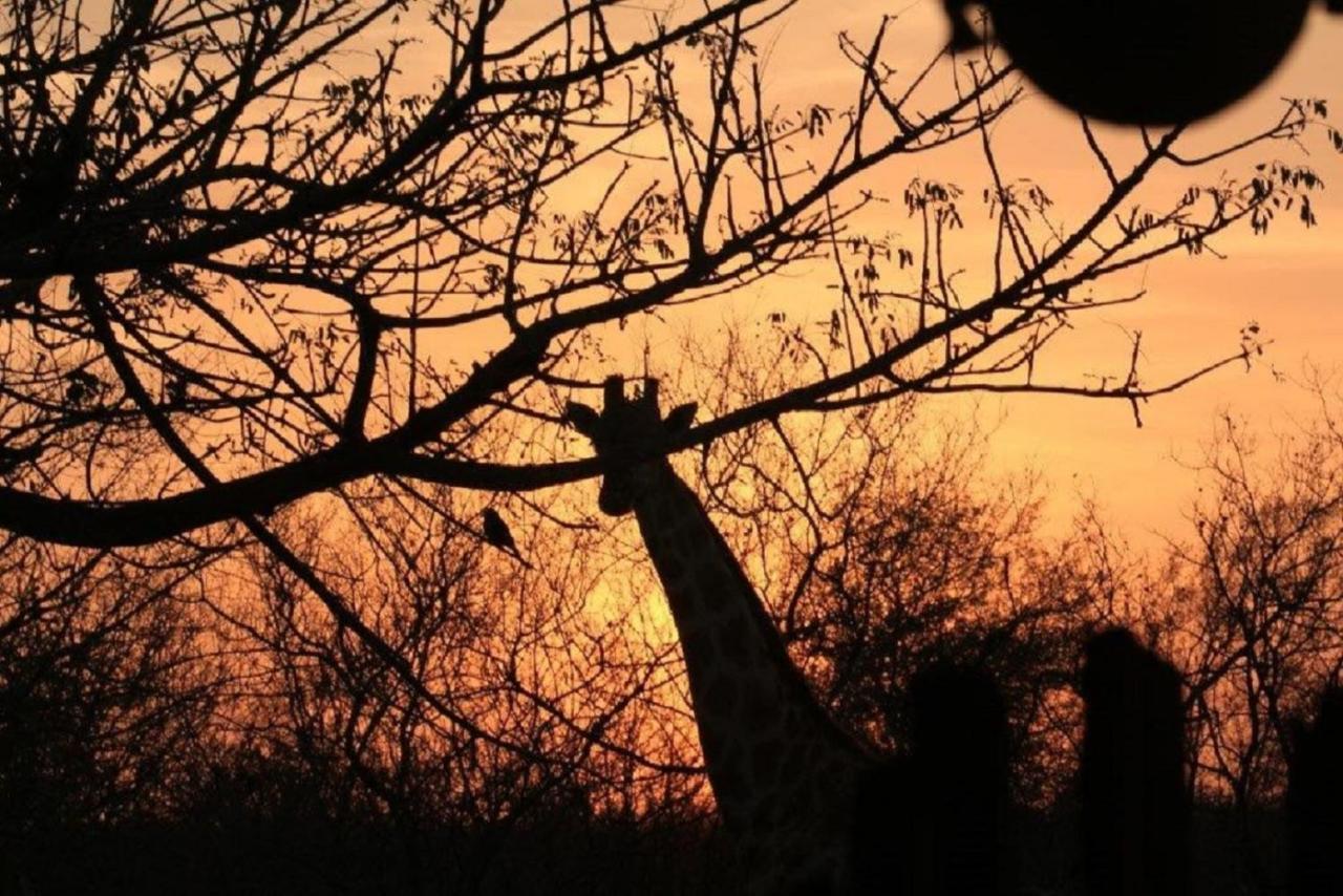 Bushvilla Umoja Kruger Phalaborwa Esterno foto
