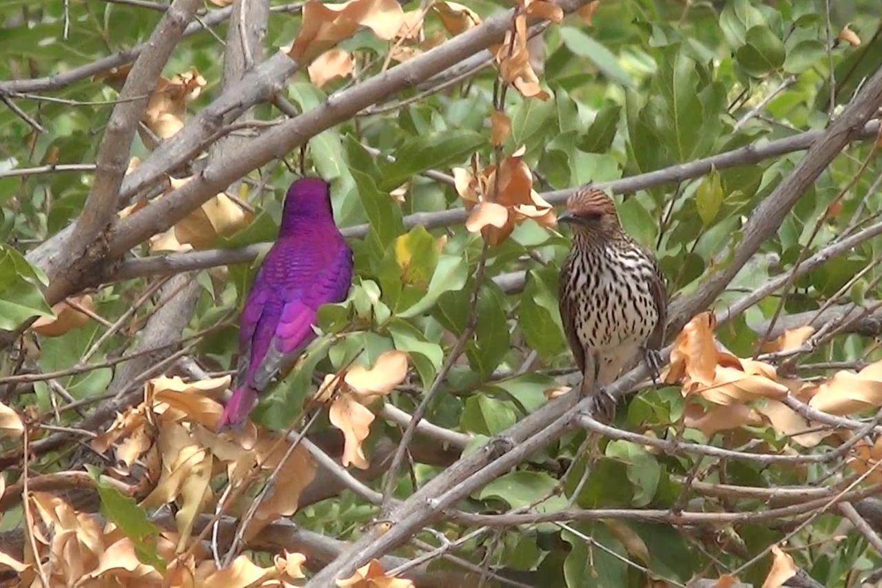 Bushvilla Umoja Kruger Phalaborwa Esterno foto