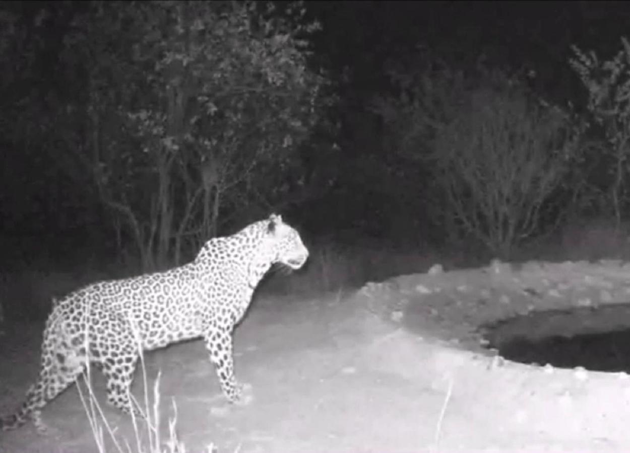 Bushvilla Umoja Kruger Phalaborwa Esterno foto