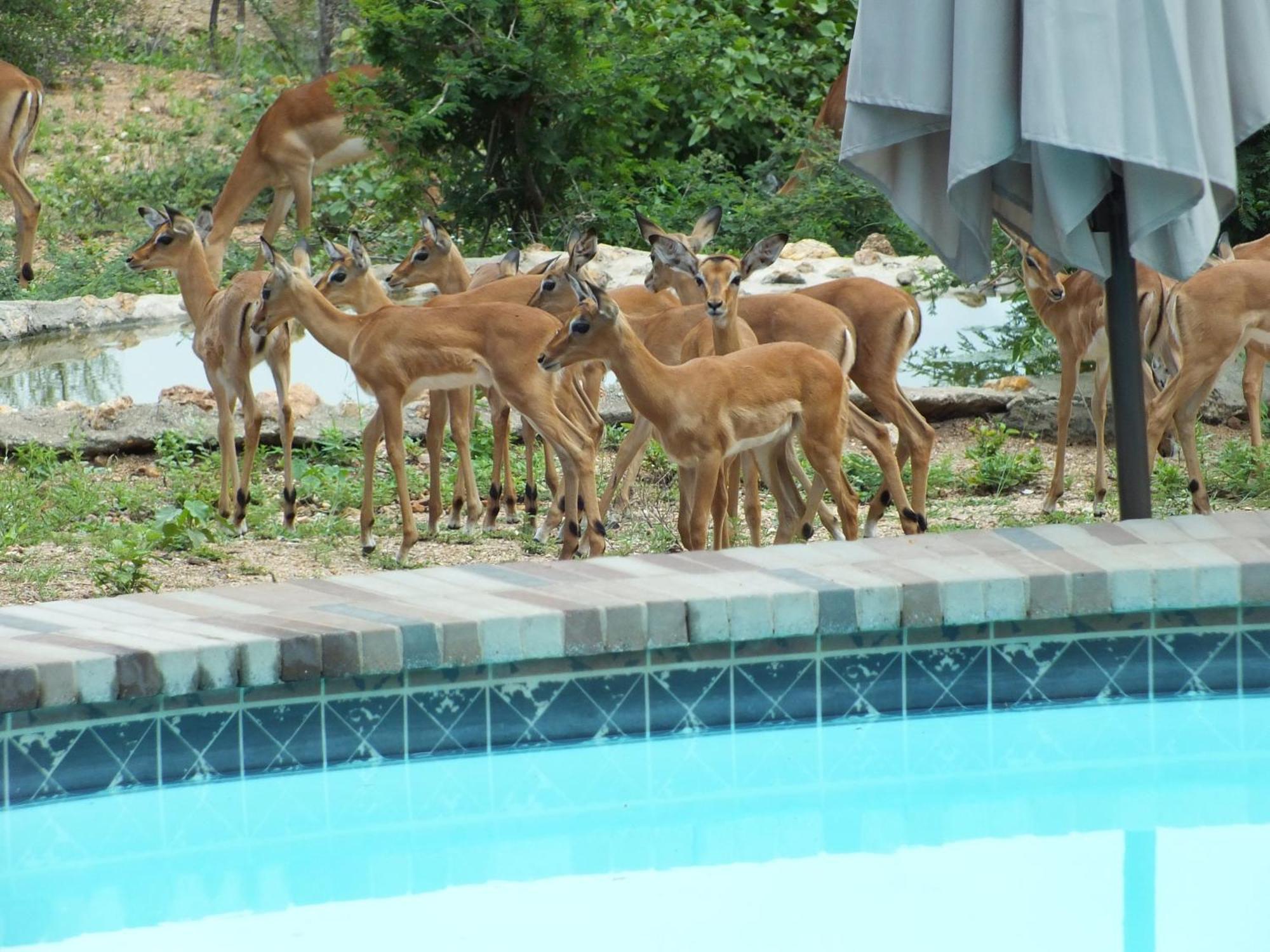 Bushvilla Umoja Kruger Phalaborwa Esterno foto