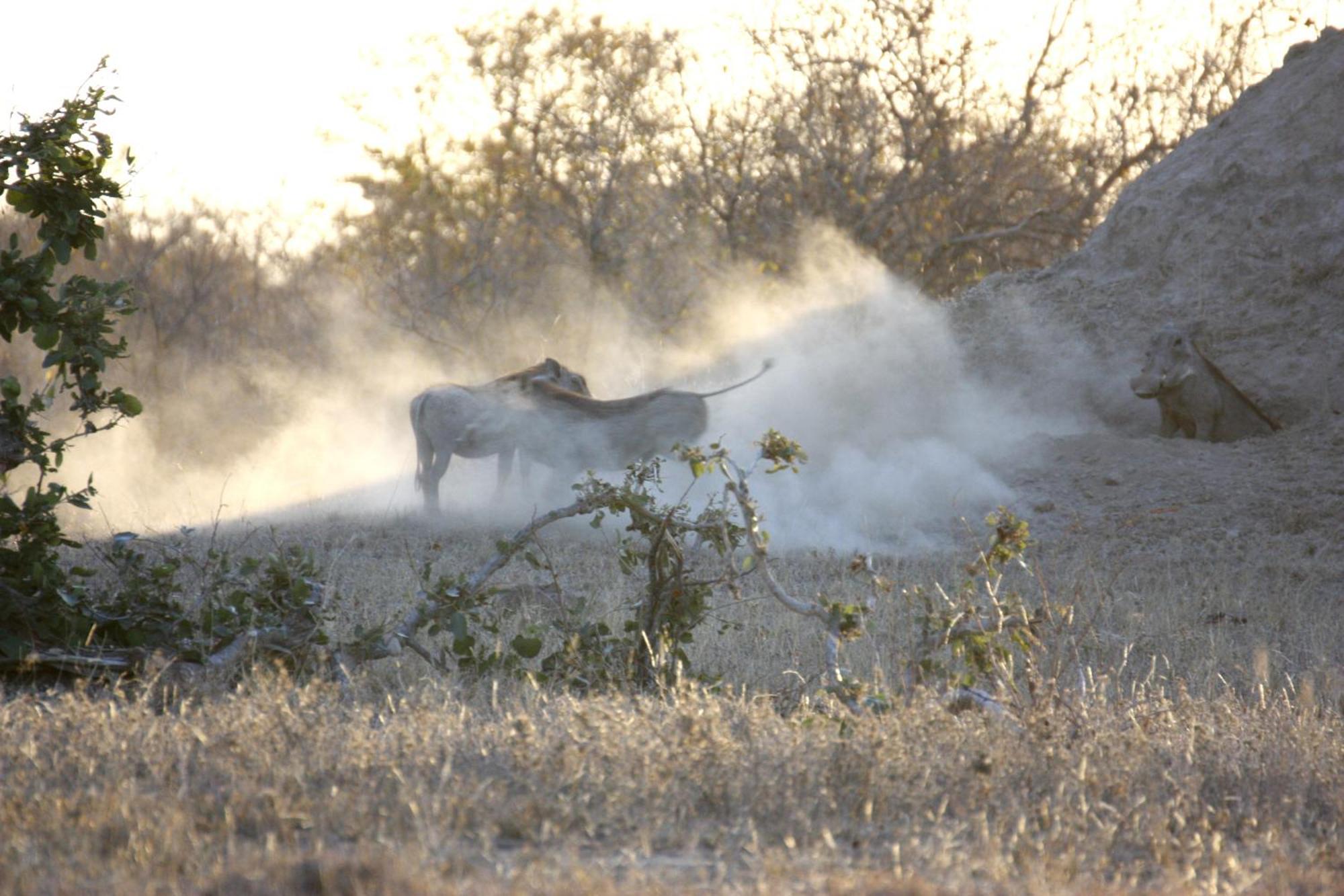 Bushvilla Umoja Kruger Phalaborwa Esterno foto