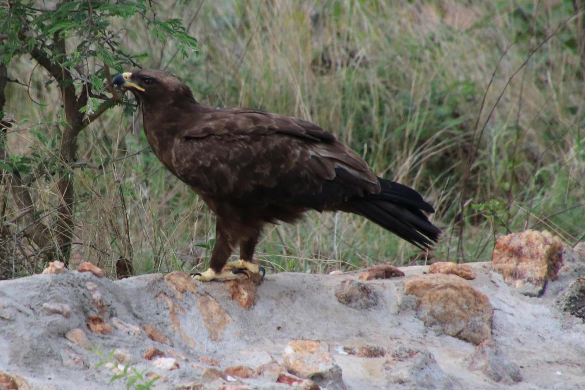 Bushvilla Umoja Kruger Phalaborwa Esterno foto